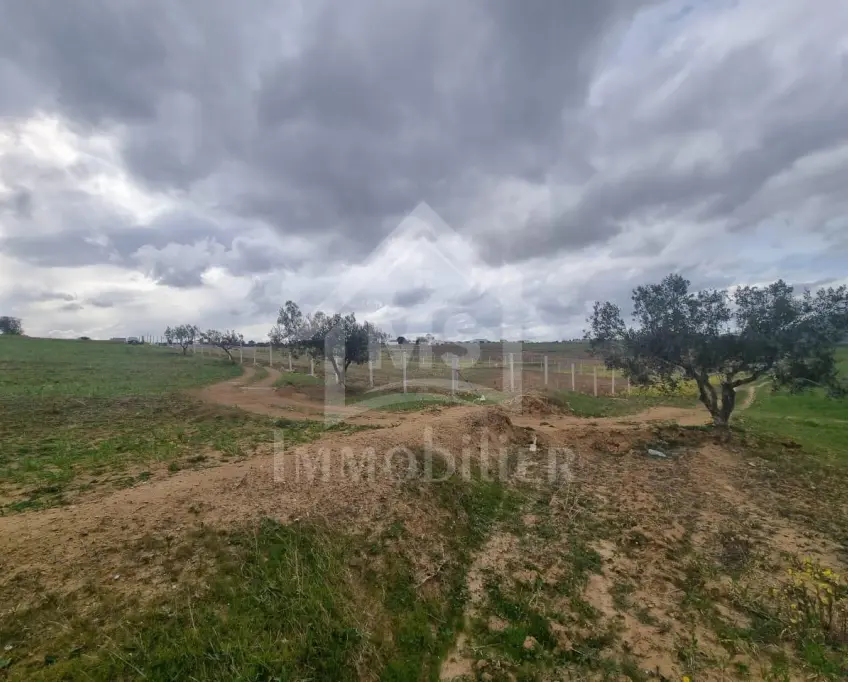 3 hectares plantés d'oliviers à hammamet sud à vendre 51355351