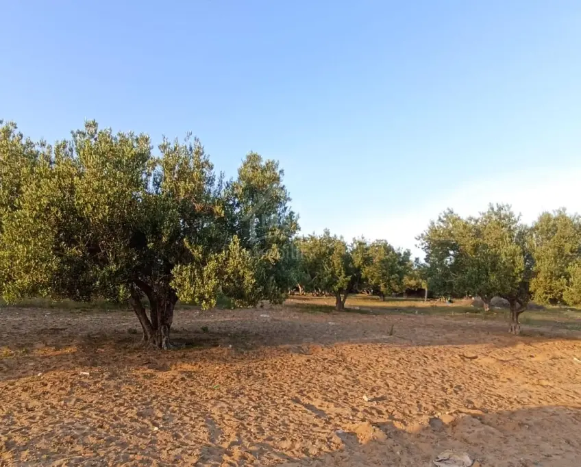 Terrain de 454 m² à coté villa verde à vendre 51355351