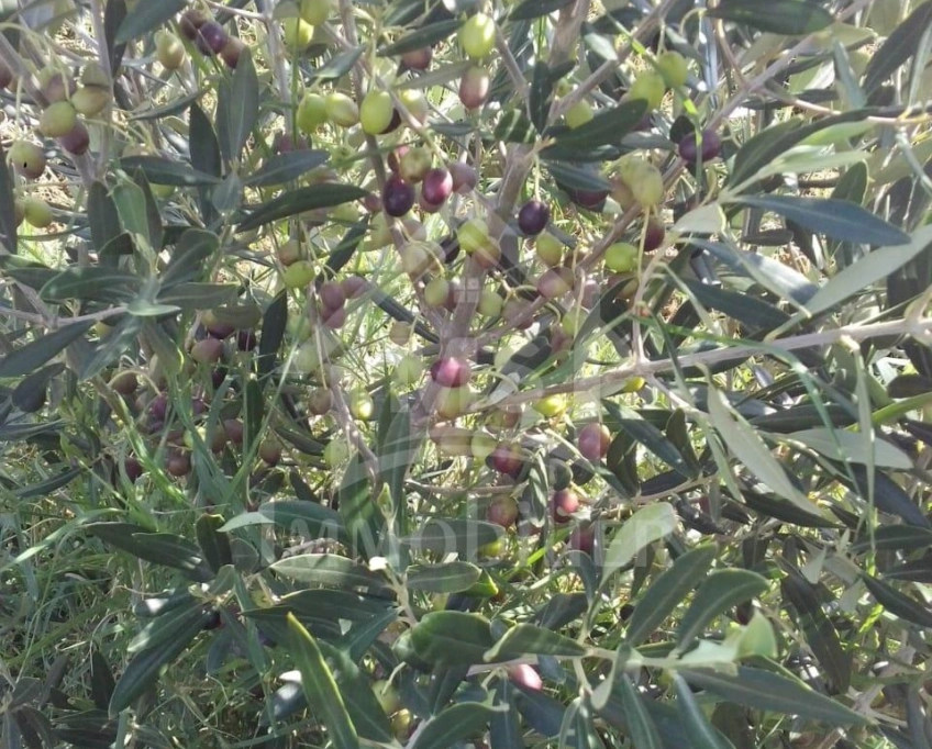 4 hectares ayant une vue de mer à vendre à hammamet sud 51355351