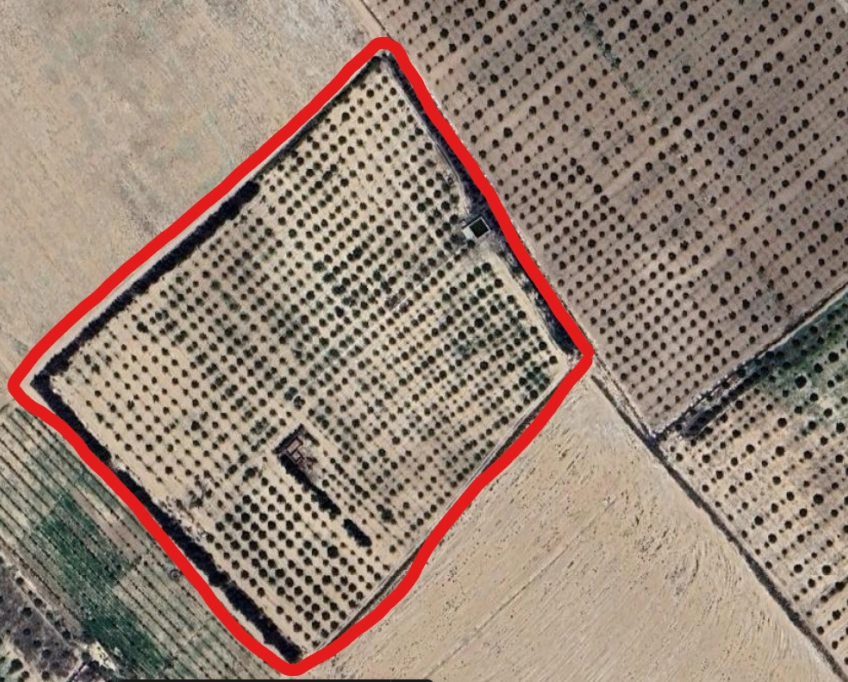 Ferme agricole irriguée 3,8 ha à vendre à bousaâfa kasserine – titre bleu individuel