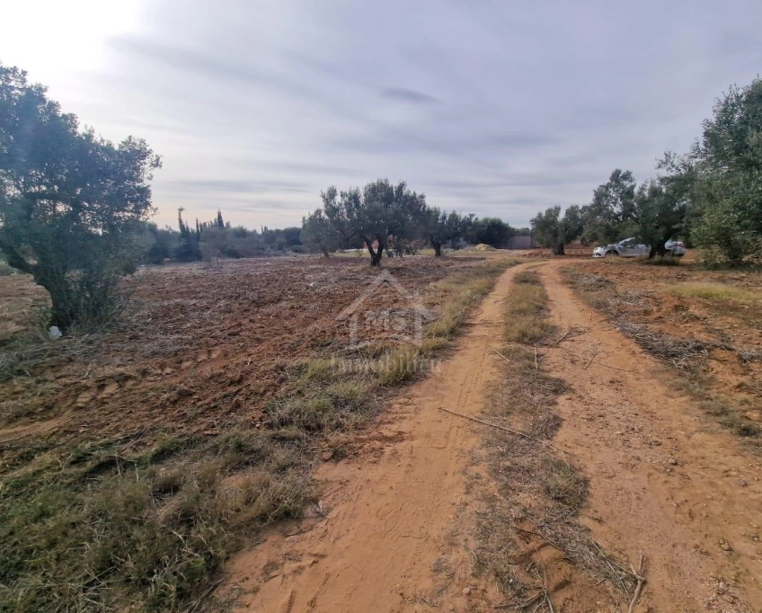 Terrain de 1000 m² à hammamet sud à vendre à 230 md 51355351