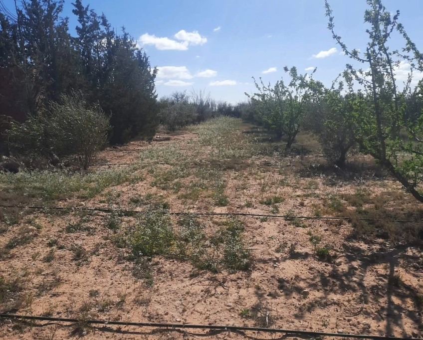 92089162 ferme agricole irriguée 3,8 ha à vendre à bousaâfa kasserine – titre bleu individuel