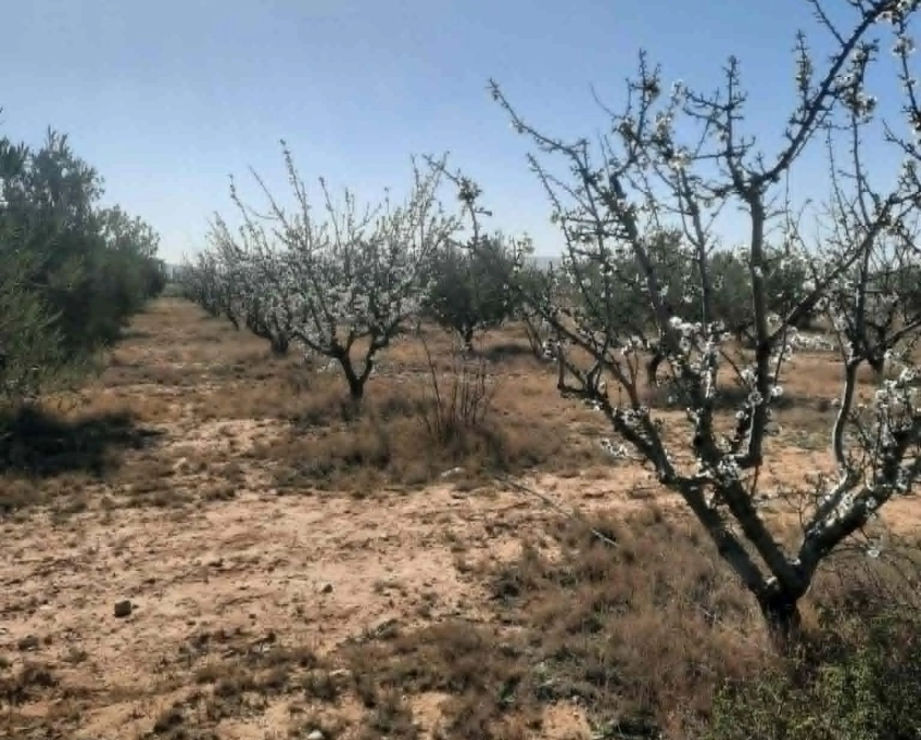 92089162/99679819 ferme agricole irriguée 3,8 ha à vendre – titre bleu individuel