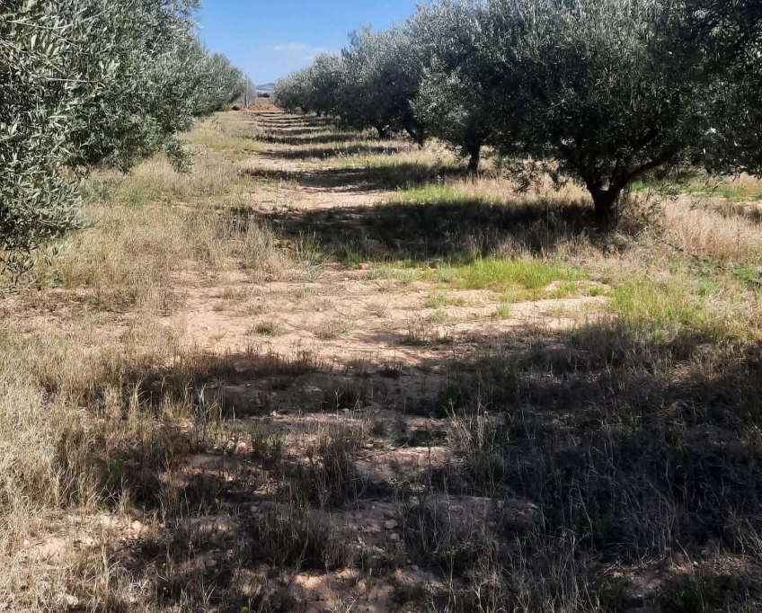 92089162/99679819 ferme agricole irriguée 3,8 ha à vendre – titre bleu individuel