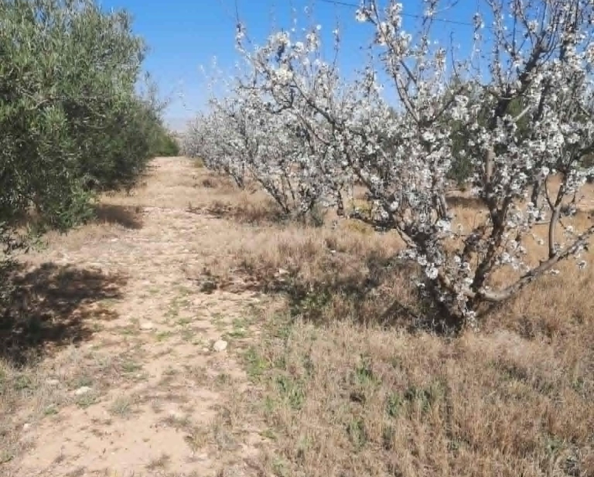 92089162/99679819 ferme agricole irriguée 3,8 ha à vendre – titre bleu individuel
