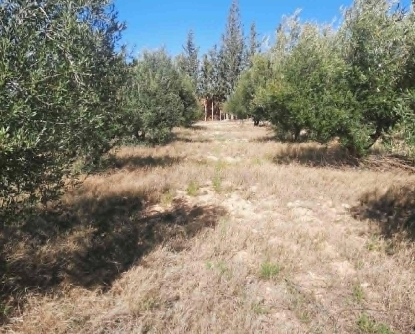 92089162/99679819  ferme agricole irriguée 3,8 ha à vendre – titre bleu individuel