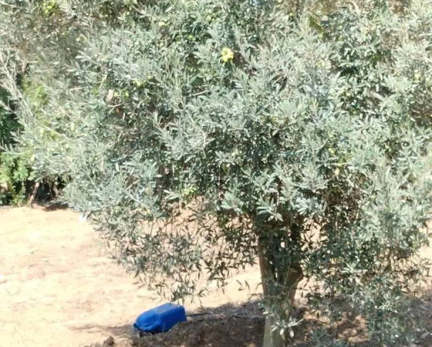 Terrain contenant plusieurs arbres à vendre