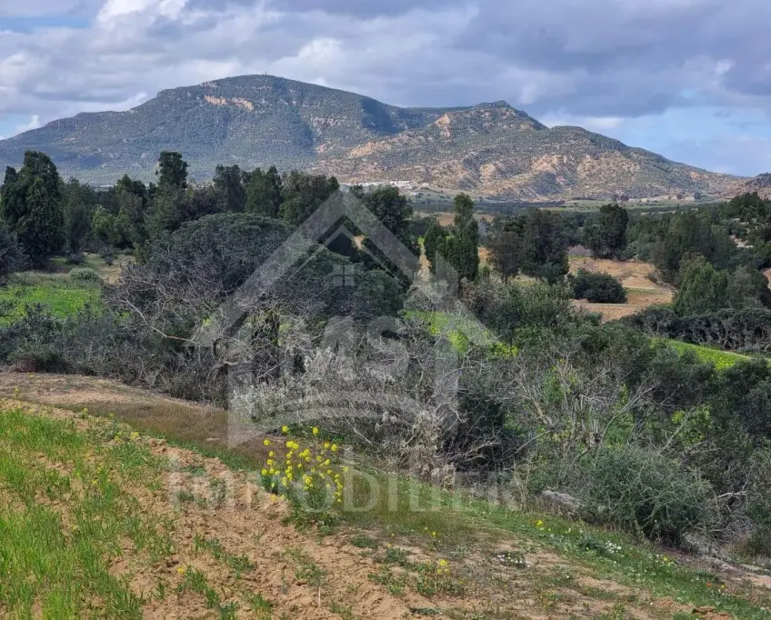 3 hectares plantés d'oliviers à hammamet sud à vendre 51355351