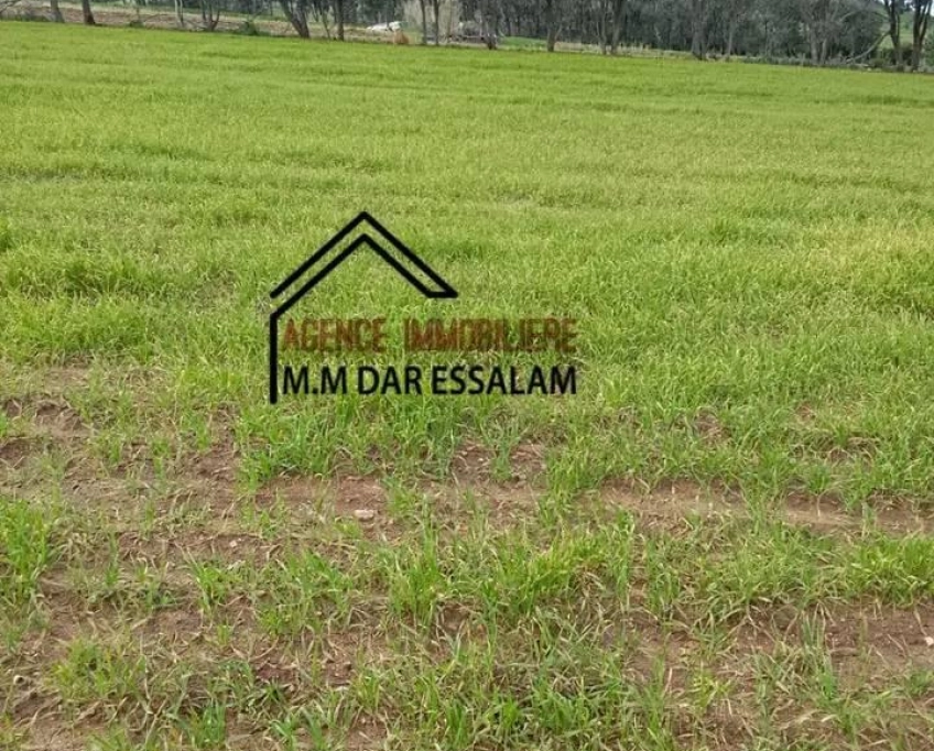 Terrain agricole près de la mer à vendre