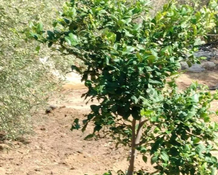 Terrain contenant plusieurs arbres à vendre