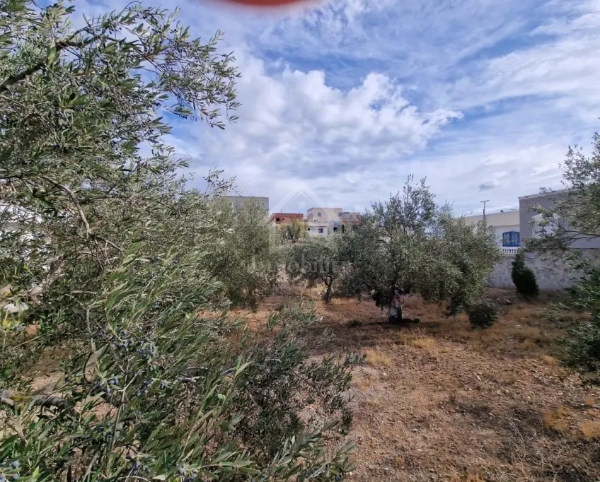 Terrain clôturé de 658 m² à hammamet nord à vendre 51355351
