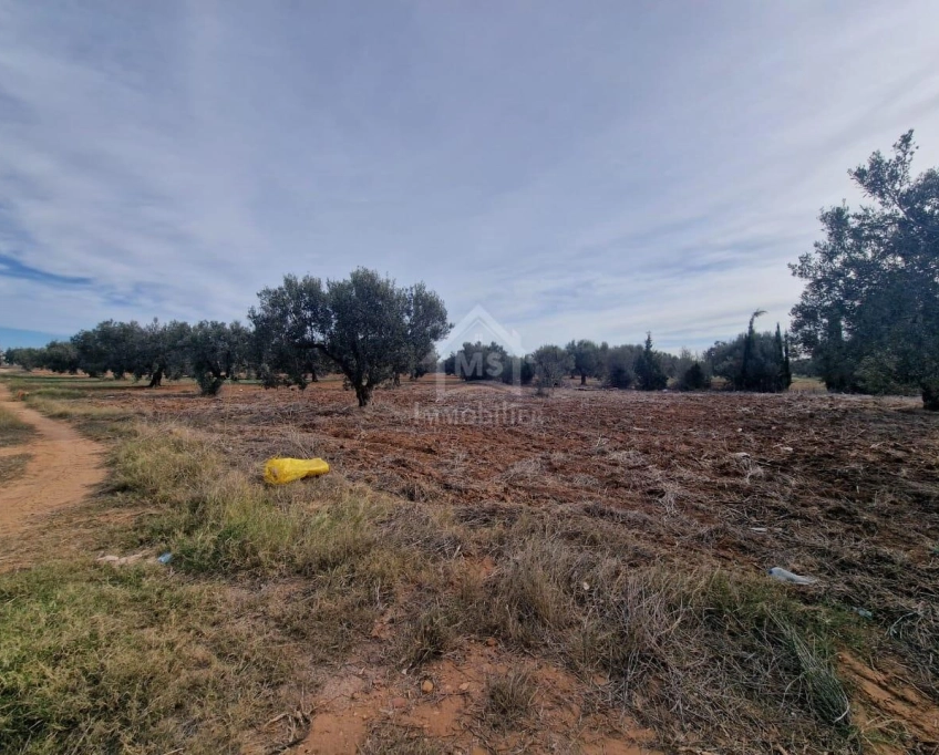 Terrain de 970 m² à hammamet sud à vendre à 230 md 51355351