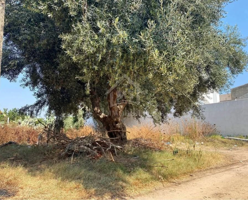 Lot de terrain de 250 m² à hammamet à vendre 51355351
