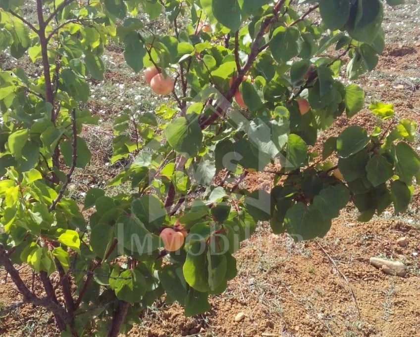 4 hectares ayant une vue de mer à vendre à hammamet sud 51355351