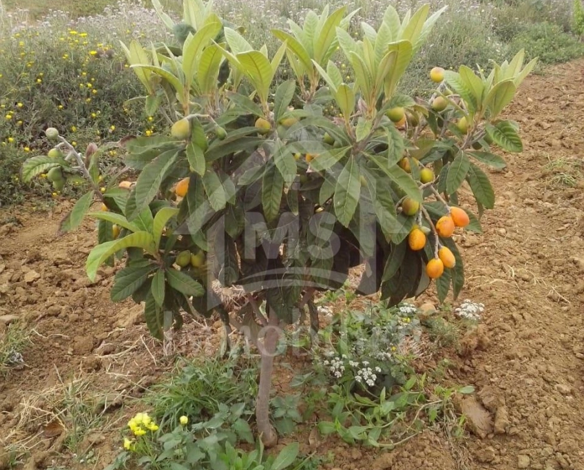 4 hectares ayant une vue de mer à vendre à hammamet sud 51355351