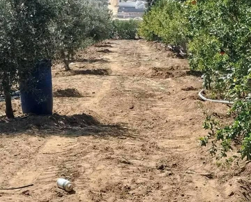 Terrain contenant plusieurs arbres à vendre