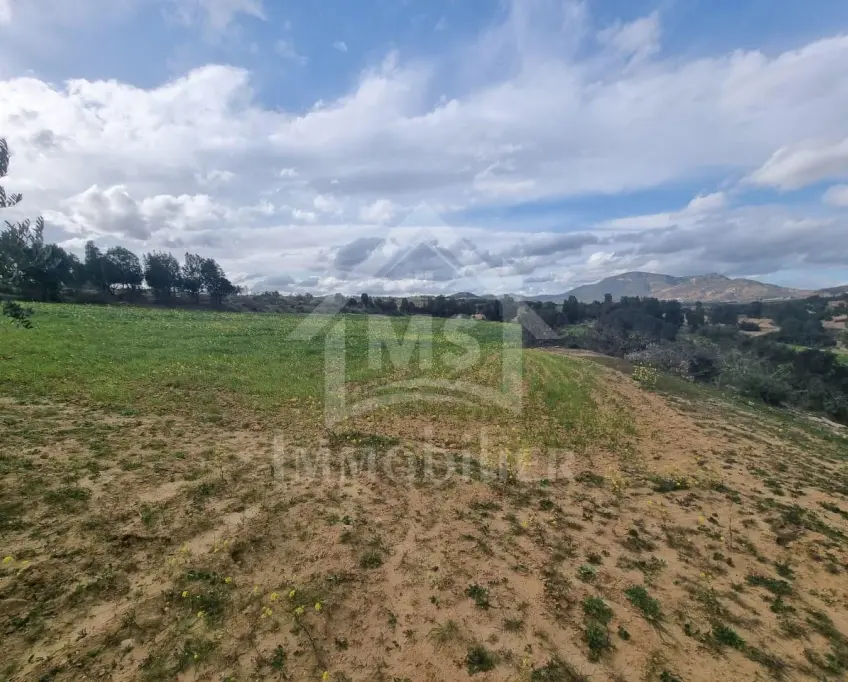 3 hectares plantés d'oliviers à hammamet sud à vendre 51355351