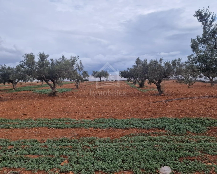 Terrain vue de mer de 2000 m² à daroufa à vendre 51355351