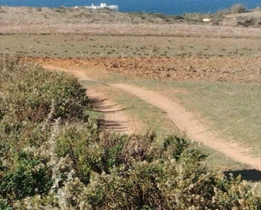 Terrain agricole près de la mer