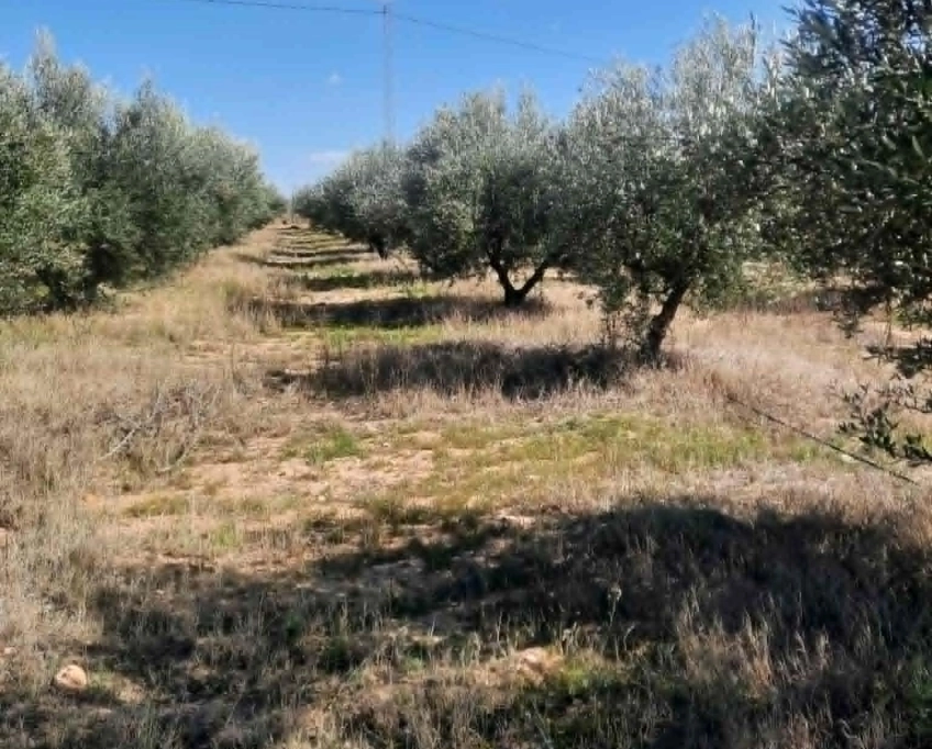 92089162/99679819 ferme agricole irriguée 3,8 ha à vendre – titre bleu individuel
