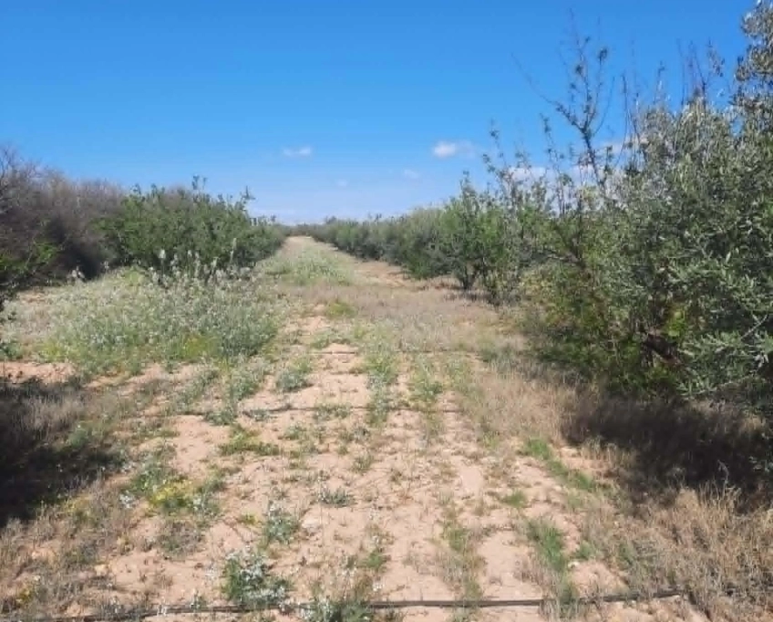 92089162/99679819  ferme agricole irriguée 3,8 ha à vendre – titre bleu individuel