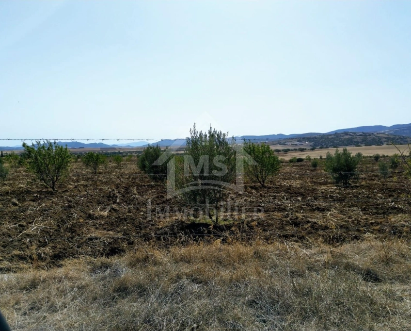 4 hectares ayant une vue de mer à vendre à hammamet sud 51355351