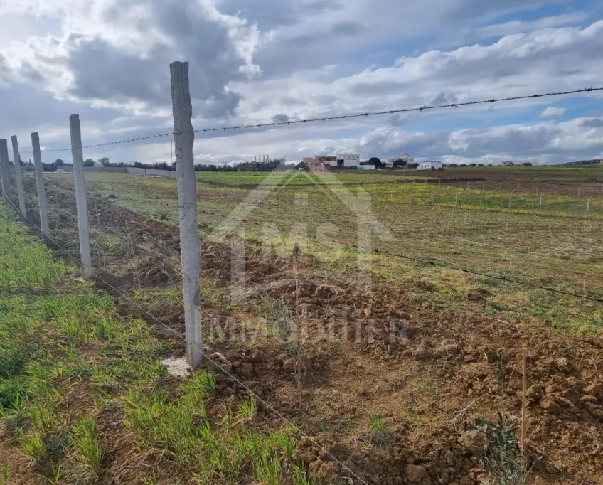 3 hectares plantés d'oliviers à hammamet sud à vendre 51355351