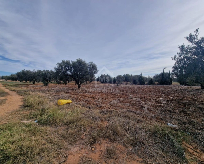 Terrain de 1000 m² à hammamet sud à vendre à 230 md 51355351