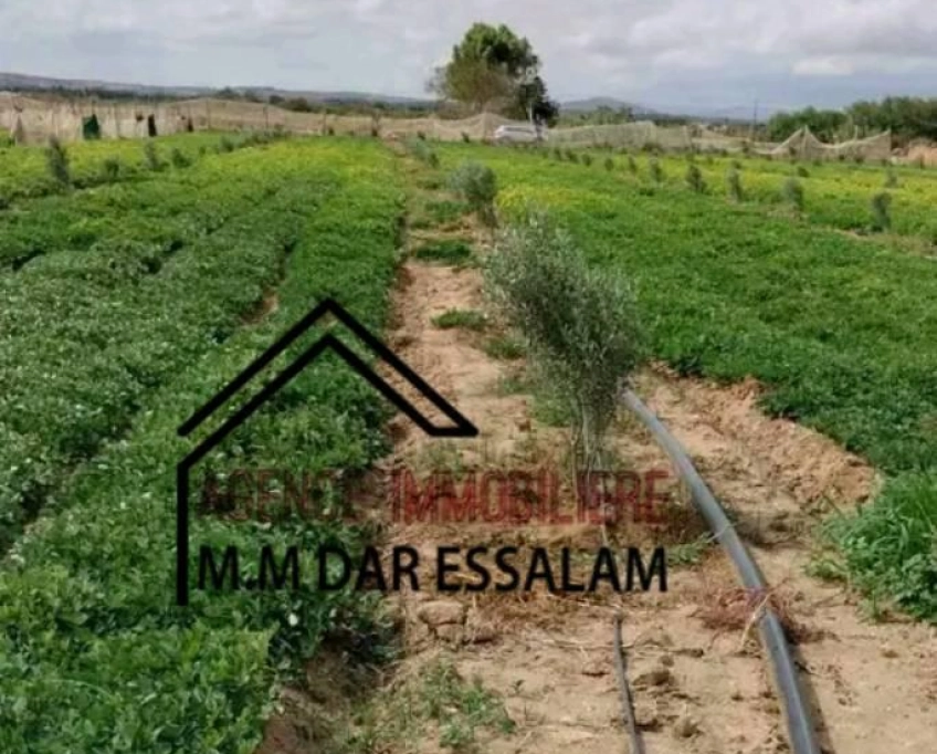 Terrain agricole contenant plusieurs arbres à vendre