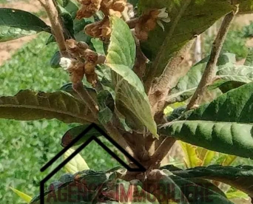 Terrain agricole contenant plusieurs arbres à vendre