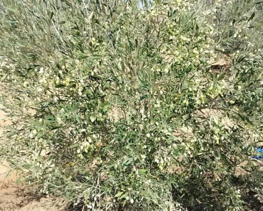 Terrain contenant plusieurs arbres à vendre