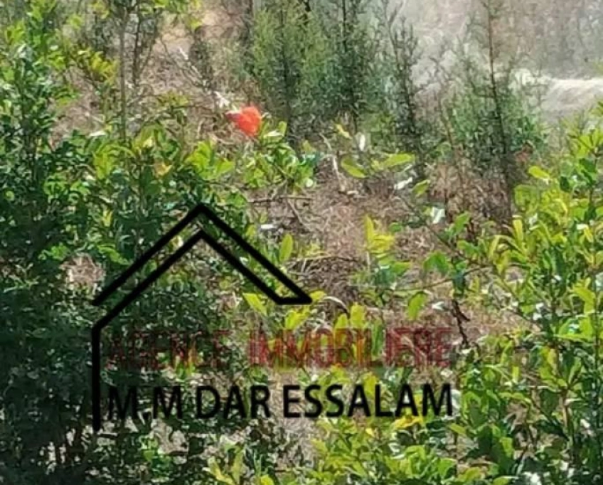 Terrain agricole contenant plusieurs arbres à vendre