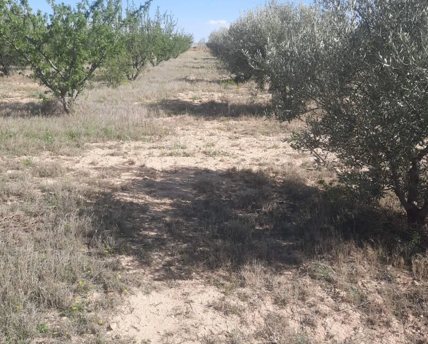 92089162/99679819 ferme agricole irriguée 3,8 ha à vendre – titre bleu individuel