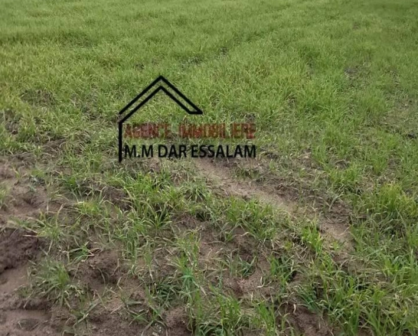 Terrain agricole près de la mer à vendre