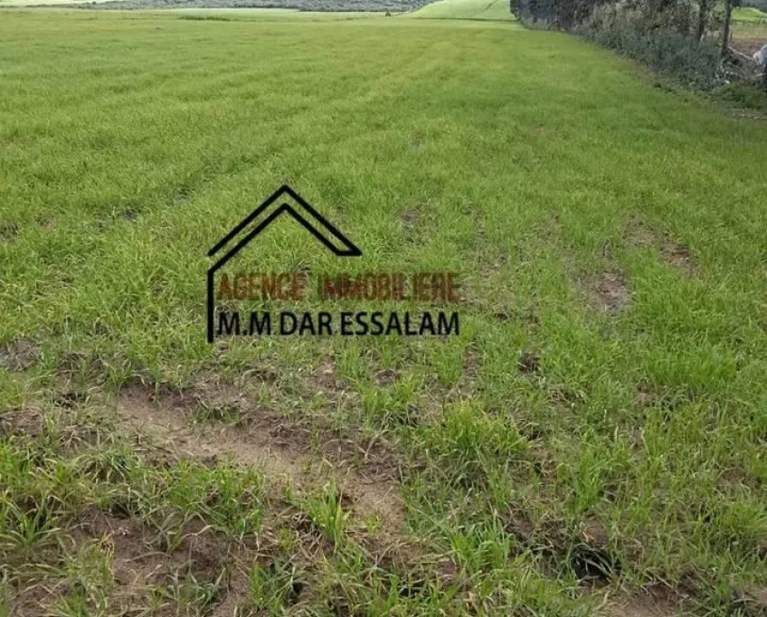 Terrain agricole près de la mer à vendre