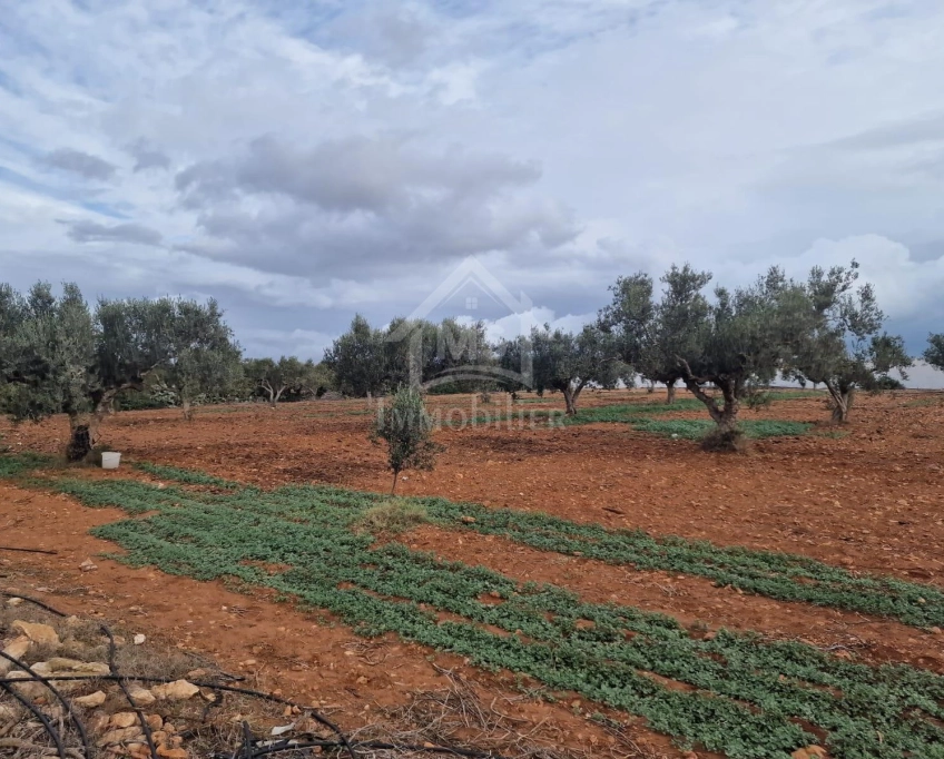 Terrain vue de mer de 2000 m² à daroufa à vendre 51355351