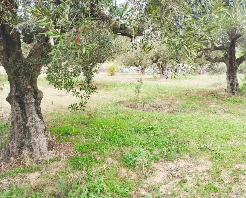 Terrain de 850 m² à vendre à hammamet sud 51355351