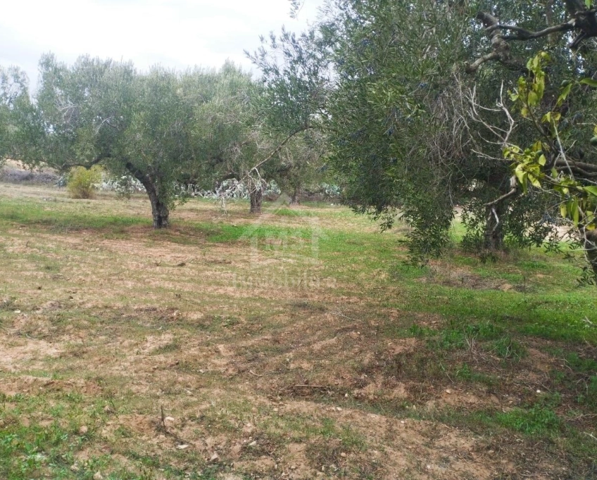 Terrain de 850 m² à vendre à hammamet sud 51355351
