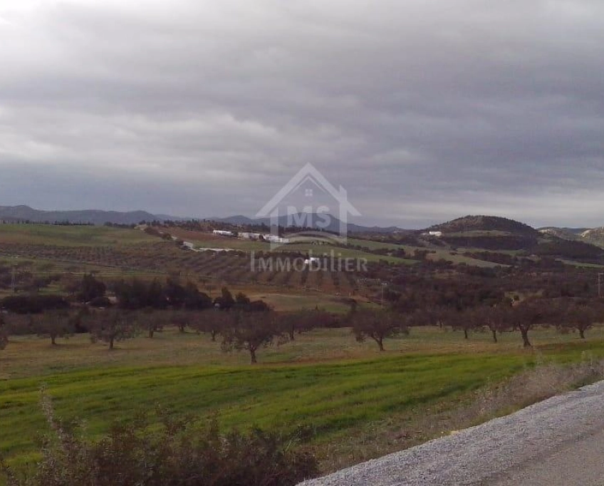 4 hectares ayant une vue de mer à vendre à hammamet sud 51355351