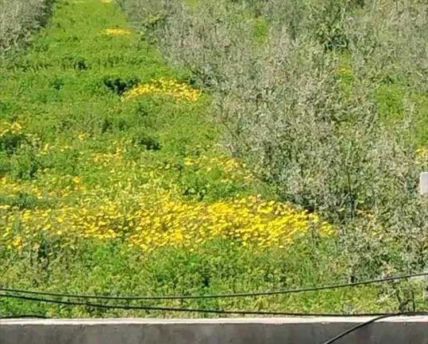 Terrain agricole contenant une villa