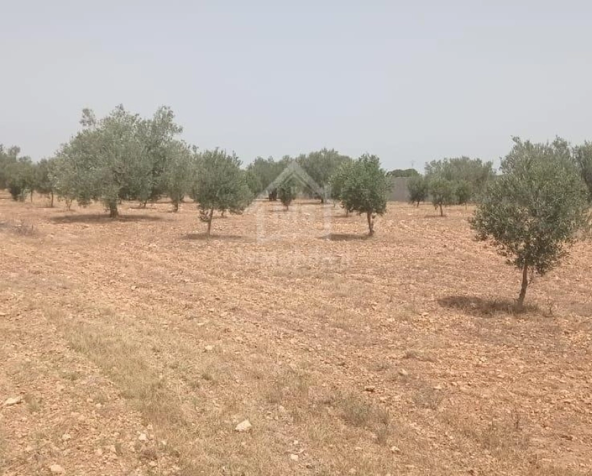 Terrain de 4800 m² à sidi mtir à vendre à 270 md 51355351