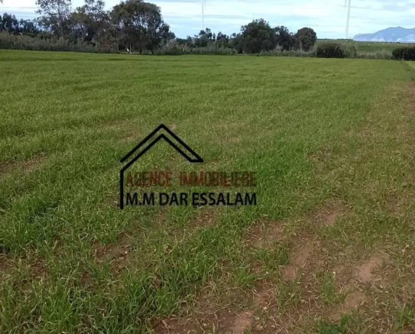 Terrain agricole près de la mer à vendre