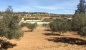 Terrain de 2500 m² à vendre à 270 md à hammamet sud 51355351